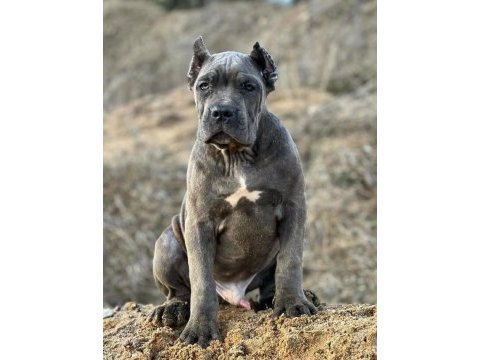 Dişi erkek cane corso kapıda ödemeli güvenli sistem