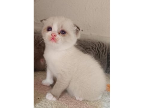 British shorthair fold bicolor