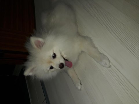 Pomeranian boo 7 aylık