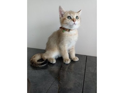 British shorthair golden erkek