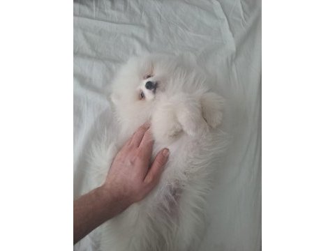 4 aylık akıllı pomeranian