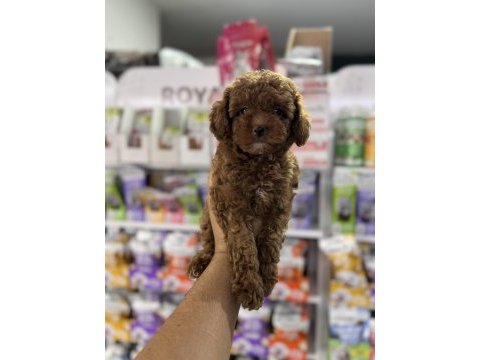 Toy poodle miniklerimiz için arayabilirsiniz