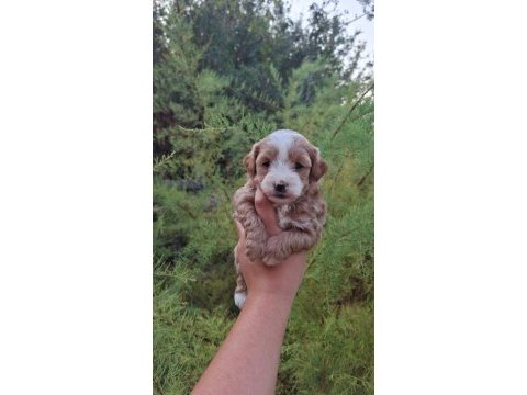 0 ve 1 numara toy poodle bebeklerim