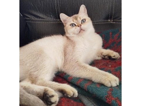 British shorthair ny1133 dişi 1.5 yaşında
