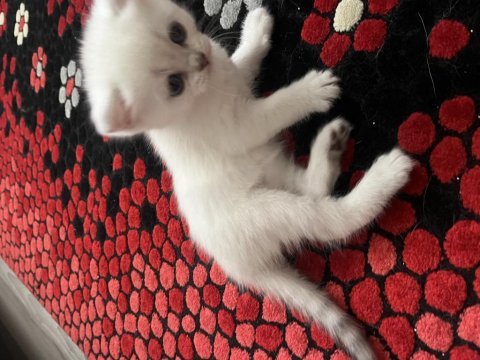 Scottish fold 45 günlük