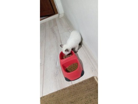 Erkek yavru kedimiz