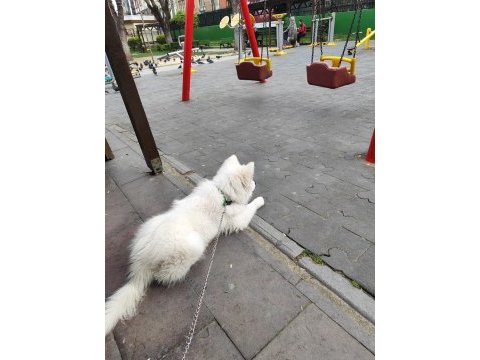Samoyed dişi 1,5 yaşında