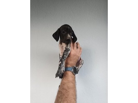 Puanter bebek köpeğimiz