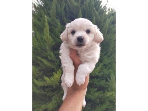 Maltipoo erkek bebeklerimiz