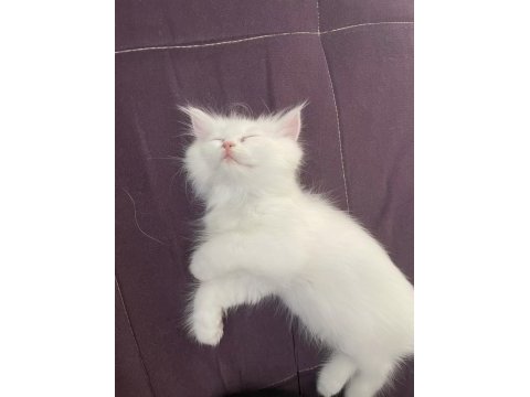 British longhair shorthair dişi ve erkek