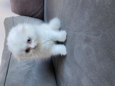Saf kan şecereli 50 günlük erkek ve dişi scottish fold