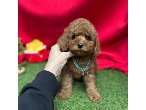 Sevimli toy poodle yavrularımız