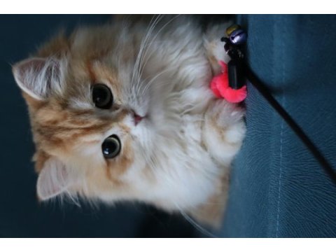 British longhair dişi kedimiz