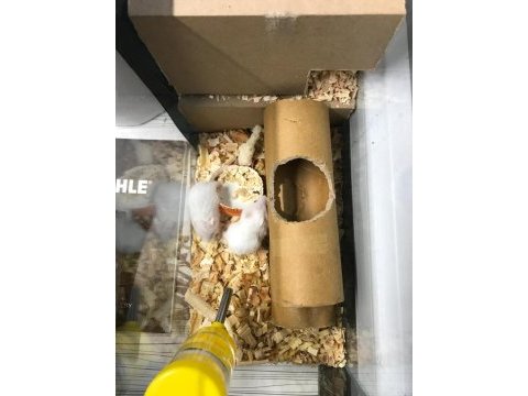 Gonzales hamster 1 aylık yavrular