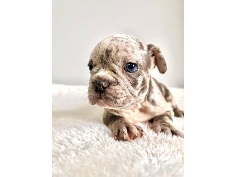Renkli gözlü ırk garantili yavrularım french bulldog