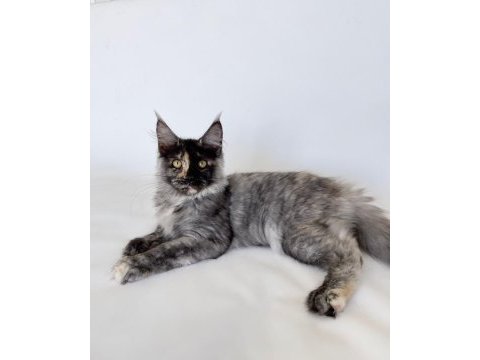 Xl mainecoon yavruları