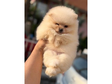 Renk renk güzellikte ayı surat pomeranian yavrular