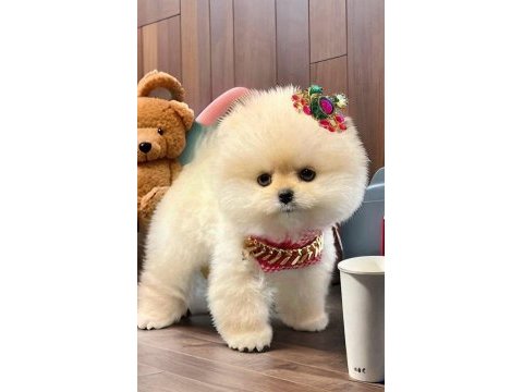 Beyaz renk ayı surat pomeranian boo 2 aylık dişi yavru