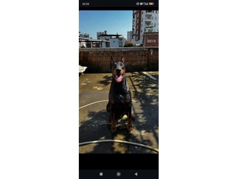 Safkan iri yapılı doberman