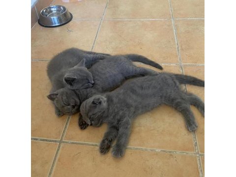 Scottish fold ve british shorthair yavrular