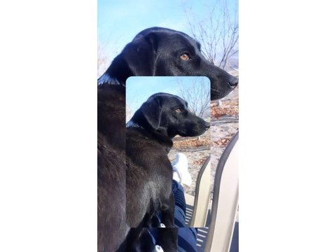 Borador cins köpeğimiz dişi sahiplendirmek istiyorum