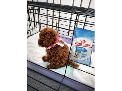 Orjinal toy poodle garantili ev üretimi