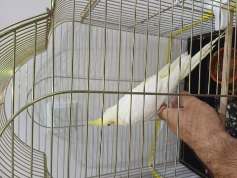 Lutino sultan papağanı