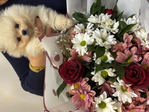 Pomeranian boo köpeği