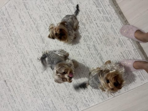 3 kız kardeş aşıları tuvalet eğitimi tam yorkshire terrier
