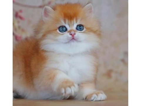 Altın yumağımız ny12 golden british longhair