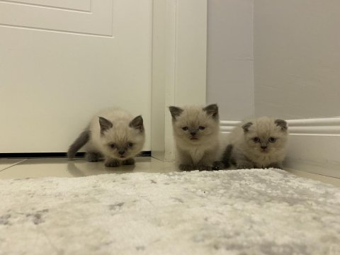 Yeni yuvalarına gitmeye hazır british shorthair kediler