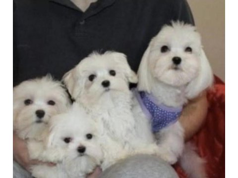 Teacup maltese terrier yavruları