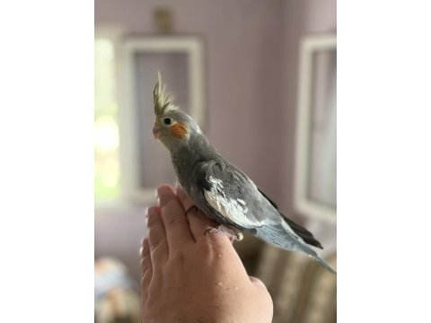 45 günlük ev ortamından sultan papağanı