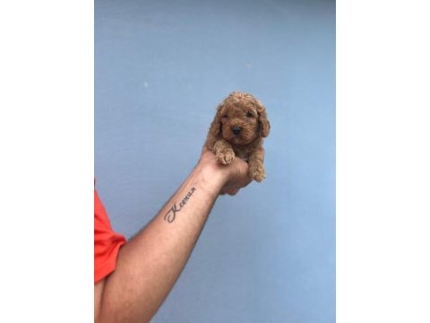 Her renk maltipoo yavrumuzu canlı görebilirsiniz