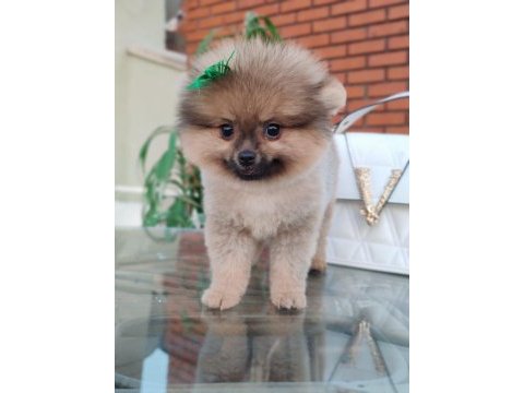 Tilki surat pomeranian boo yavrularım