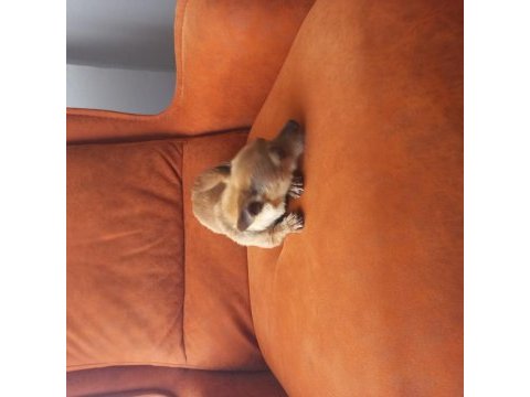 İki buçuk yaşında erkek pinscher