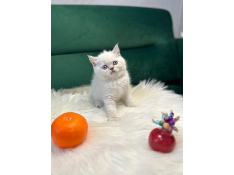 Teslime hazır bebkler