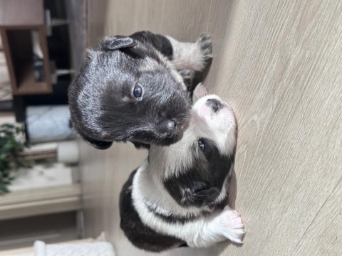 Sevimli terrier yavrular yeni yuvalarını arıyor!