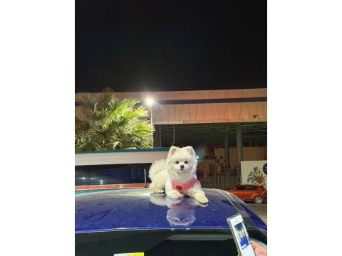 Pomeranian boo 14 aylık