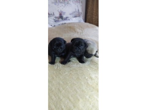 A kalitede black pug yavrularımız