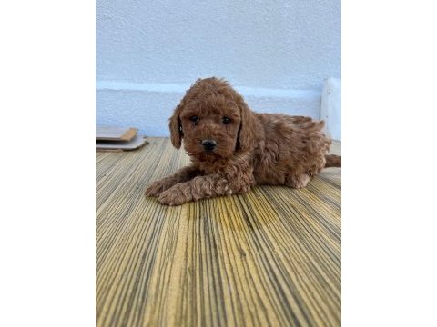 F2 maltipoo sıfır tüy dökülmesi