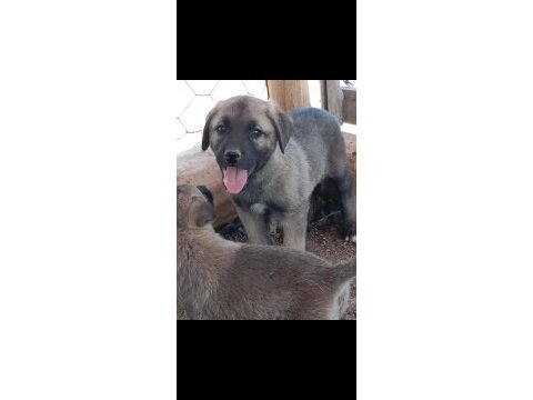 Dünya geneli kangal köpeği gönderim vardır