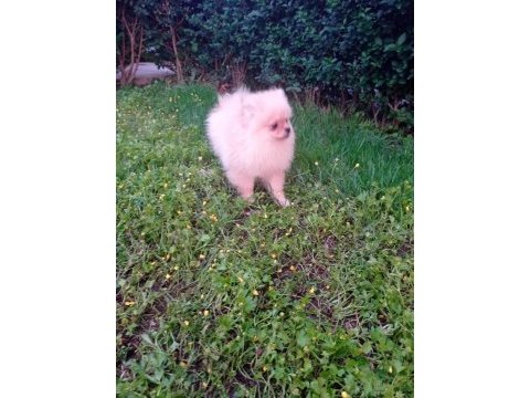 1 erkek 2 dişi pomeranian boo yavrular