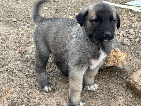 Harika safkan kangal yavrular