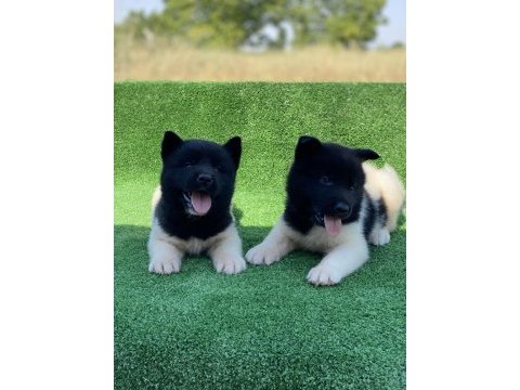 Amerikan akita ınu premıum yavrular