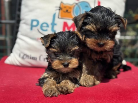 Show kalite tea cup yorkshire terrier yavrularımız