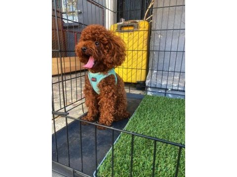 Poodle oğluma eş arıyorum