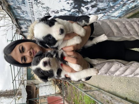 Sağlık ve ırk garantili border collie yavrularım
