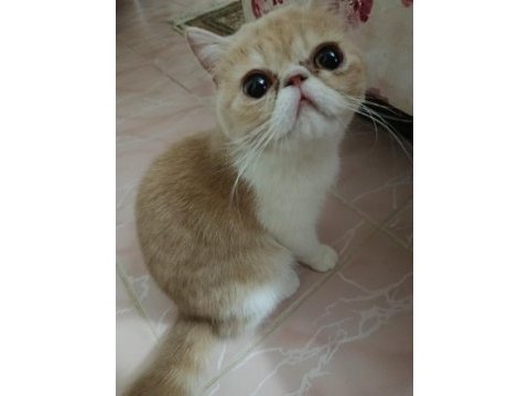 Dişi exotic shorthair