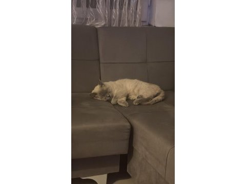 Acil ücretsiz british shorthair blue point cinsi